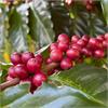 Kiambu AA, Kenia - 250 g, Bohne
