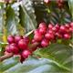 Kiambu AA, Kenya - 250 g, beans
