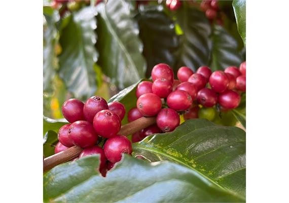 Kiambu AA, Kenya - 250 g, grains